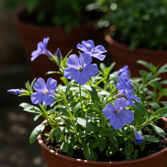 Blue Anchusa Seeds - Perfect for Planting