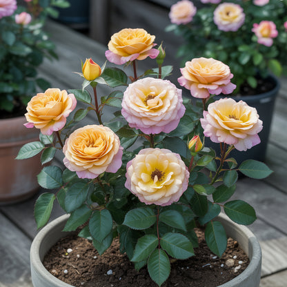 Gold Rose Flower Seeds for Planting