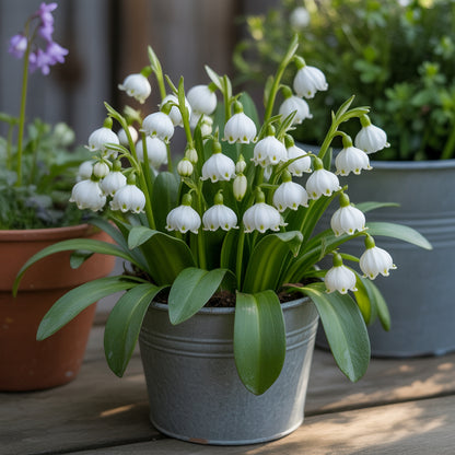 White Snowbells Flower Planting - Seeds for Beautiful and Delicate Blooms in Your Garden