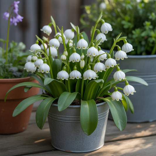 White Snowbells Flower Planting - Seeds for Beautiful and Delicate Blooms in Your Garden