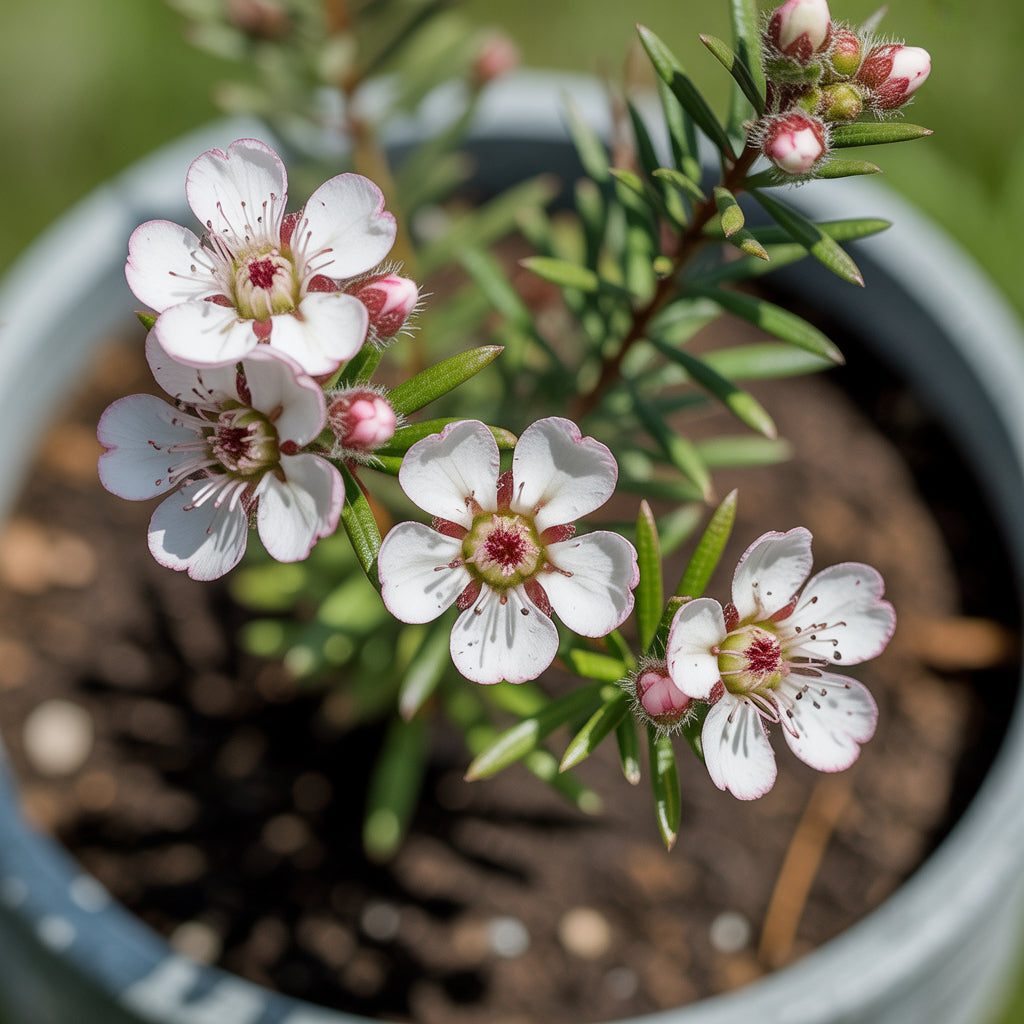 White Leptospermum Scoparium Tree Planting - Seeds for Elegant and Hardy Growth in Your Garden