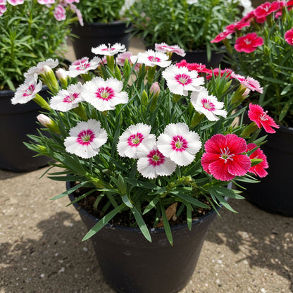 White and Red Dianthus Flower Seeds for Vibrant Garden Displays - Seed for Bright and Colorful Blooms