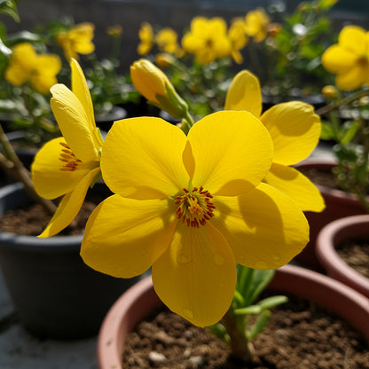 Ceiba Pentandra Flower Seeds  Easy Planting for Tropical Yellow Blooms