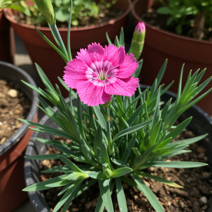 Pink Dianthus Superbus Planting Seeds  Perfect for Gardens