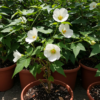 White Abutilon Flower Planting  Seed for Stunning, Soft White Flowers to Enrich Your Garden