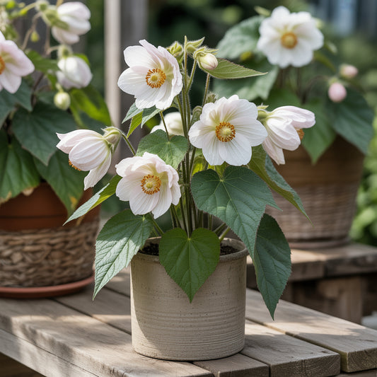 White Abutilon Flower Planting  Seed for Stunning, Soft White Flowers to Enrich Your Garden
