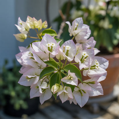 White Pink Bougainvillea Flower Seeds for Planting  Seed for Vibrant and Lush Blooms