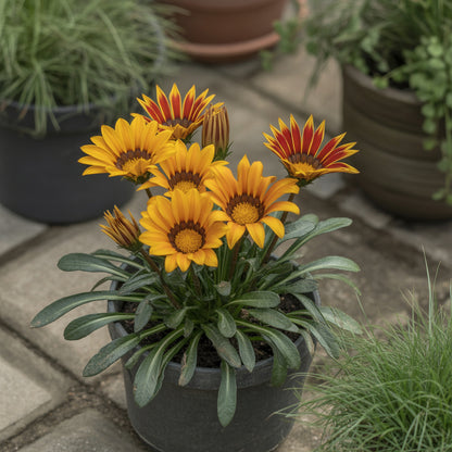 Yellow Red Gazania Rigens Flower Planting  Seeds for Vibrant Blossoms in Your Garden