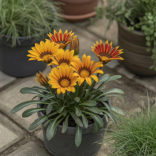 Yellow Red Gazania Rigens Flower Planting  Seeds for Vibrant Blossoms in Your Garden