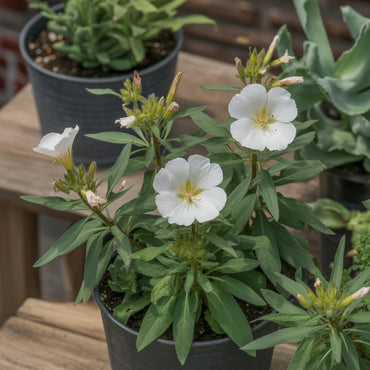 White Oenothera Flower Seeds for Planting - Elegant Annual Blooms