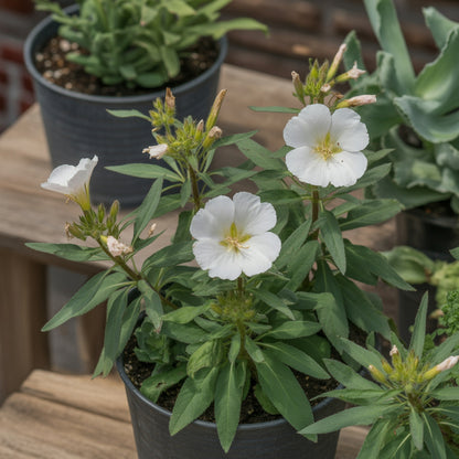 White Oenothera Flower Seeds for Planting - Elegant Annual Blooms