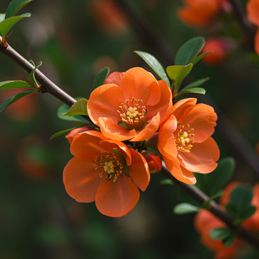 Orange Chaenomeles Flower Seeds for Planting  Vibrant Blooms