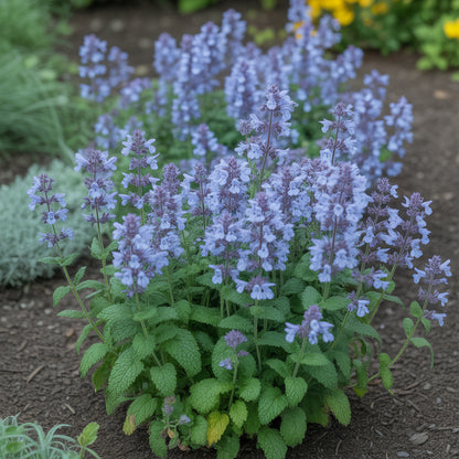 Blue Catmint Seeds  Ideal for Planting