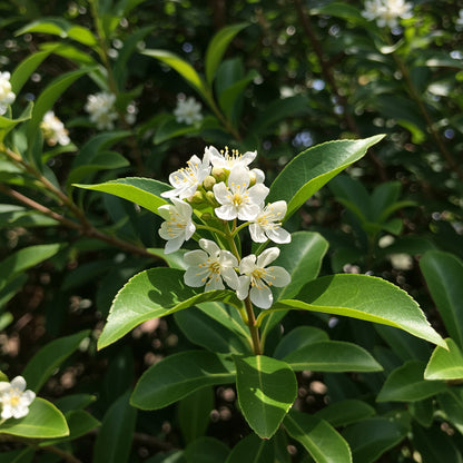 White Privet Flower Seeds for Planting  Enhance Your Garden