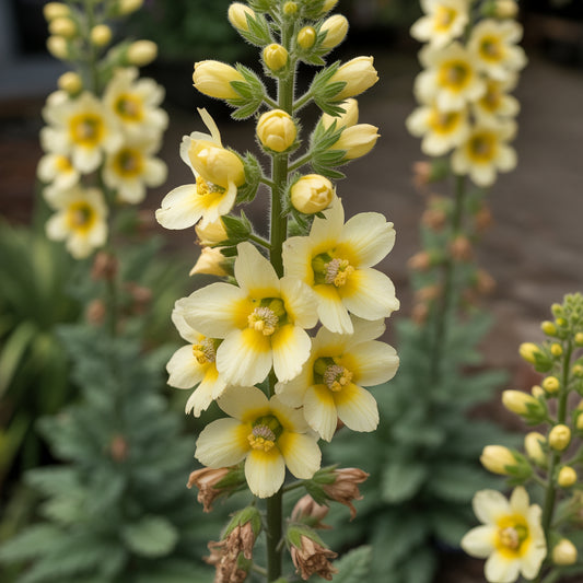 Yellow Verbascum Flower Seeds for Planting