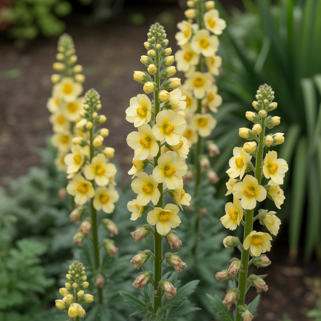 Yellow Verbascum Flower Seeds for Planting