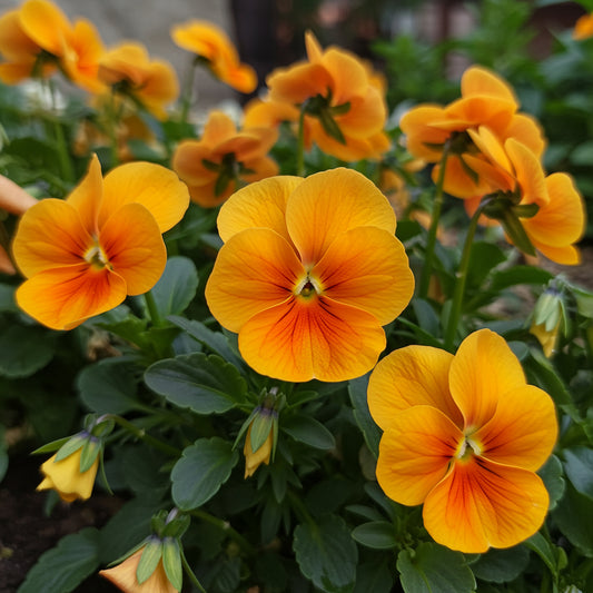Orange Viola Sorbet Seeds for Planting | Vibrant Flower Seeds for Your Garden