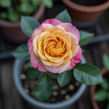 Maron Gelbe Rosenblumensamen zum Pflanzen