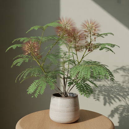 Albizia Flower Seeds Planting Cream