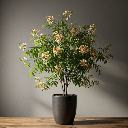 Albizia Flower Seeds Planting Cream