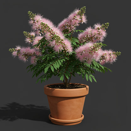 albizia-flower-seeds-planting-cream-100-pcs – Pure Asia Seeds