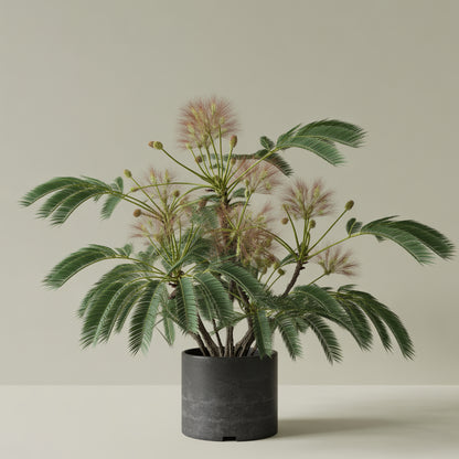 Albizia Flower Seeds Planting Cream
