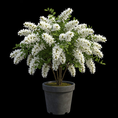 Acacia White Perennial Flower Seeds for Planting