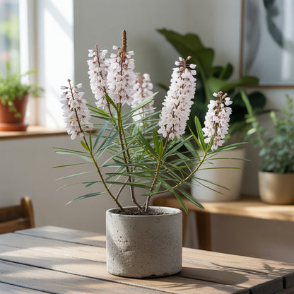 Acacia White Perennial Flower Seeds for Planting