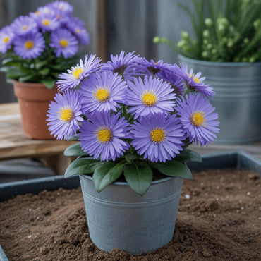 Light Violet Aster Callistephus Flower Seeds for Planting