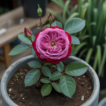 Samen für das Pflanzen von dunkelroten Rosenblumen