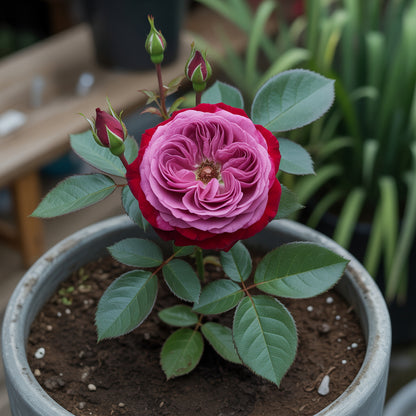 Samen für das Pflanzen von dunkelroten Rosenblumen