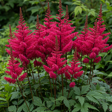 Red Astilbe Flower Seeds for Planting
