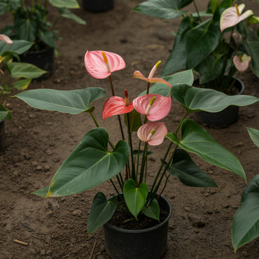 Anthurium Seeds for Planting - Pink Perennial Flowers