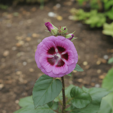 Dunkellila Althaea Rosea Blütensamen für exotischen Charme in Ihrem Garten
