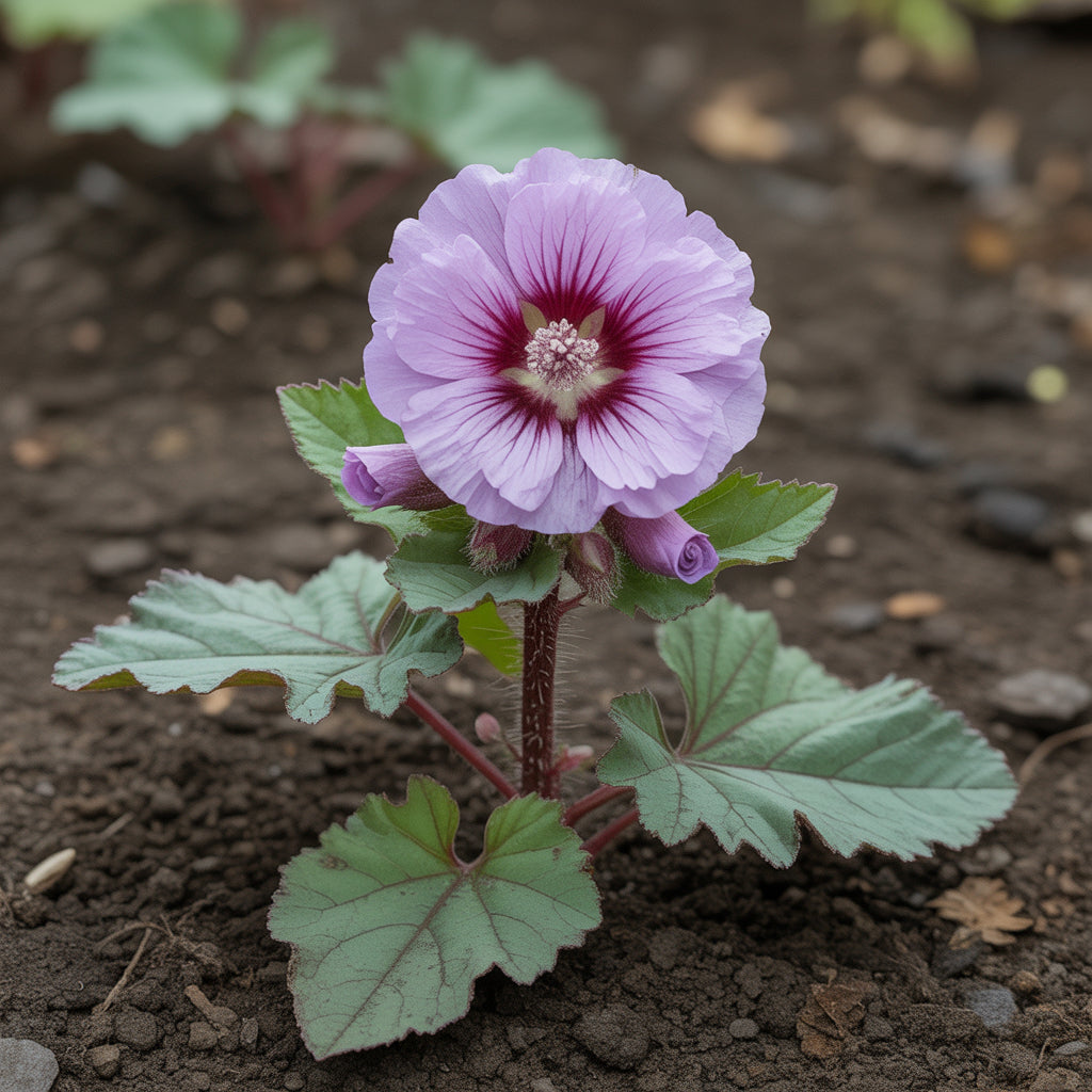 Dunkellila Althaea Rosea Blütensamen für exotischen Charme in Ihrem Garten