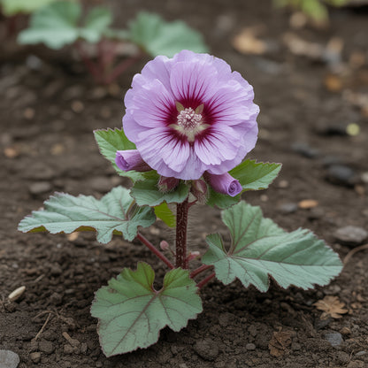 Dunkellila Althaea Rosea Blütensamen für exotischen Charme in Ihrem Garten