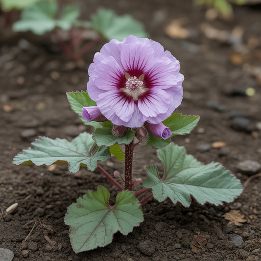Dunkellila Althaea Rosea Blütensamen für exotischen Charme in Ihrem Garten