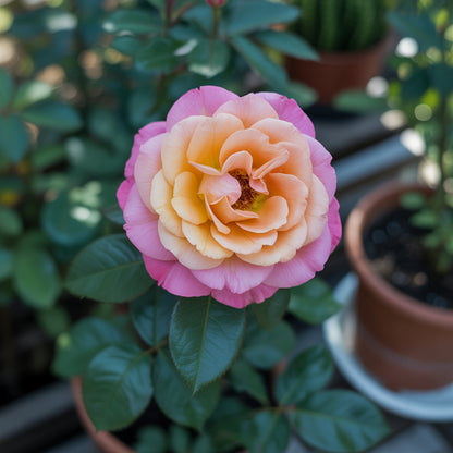 Regenbogen Topf-Rosenblumensamen: Pflanze Blassrosa für Bunte Umgebungen