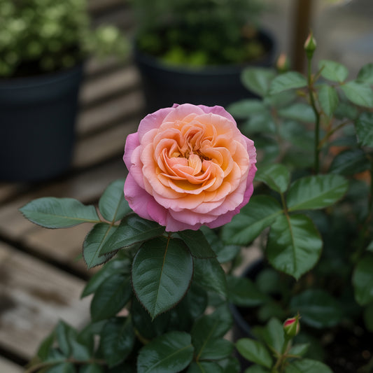 Regenbogen Topf-Rosenblumensamen: Pflanze Blassrosa für Bunte Umgebungen