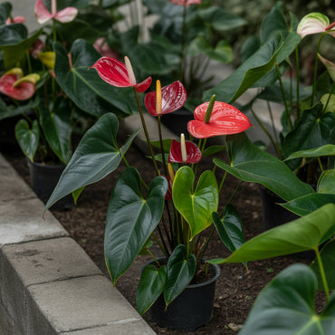 Elevate Your Space with Red Mixed Anthurium Flower Seeds for Planting