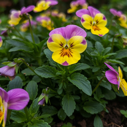 Mini Violet Rare Flower Seeds for Planting Yellow and Pink - Perfect for Lush Greenery and Unique Environments