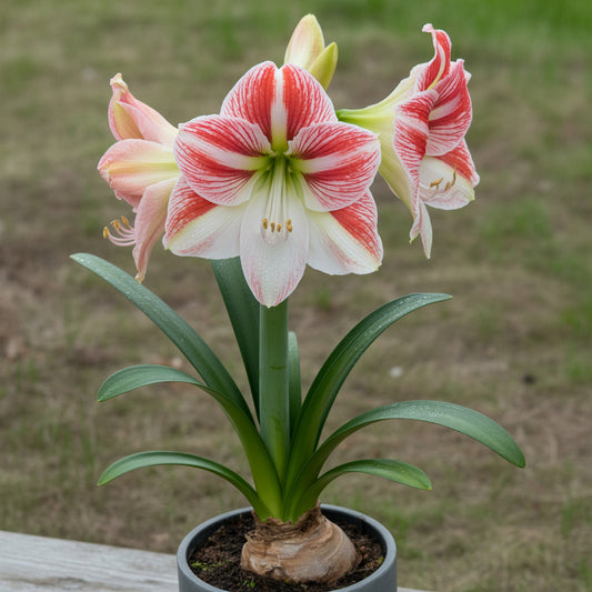 Amaryllis Pink White Flower Seeds for Striking and Diverse Planting