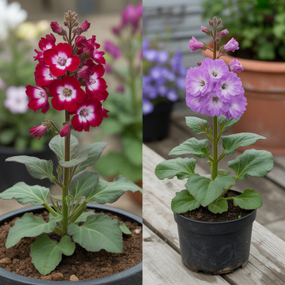 Mini Matthiola Incana Flower Seeds - Planting Red for Lush Greenery