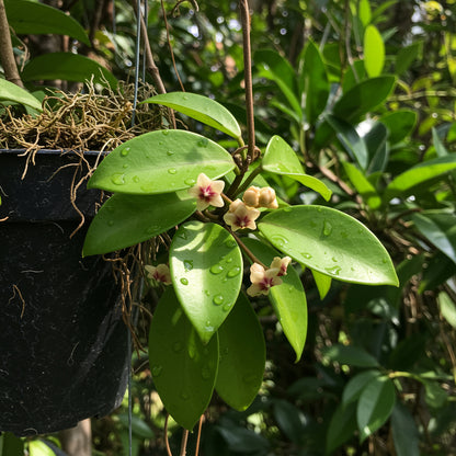 Unique Hoya Carnosa Flower Seeds for Planting Dark Maroon Blooms