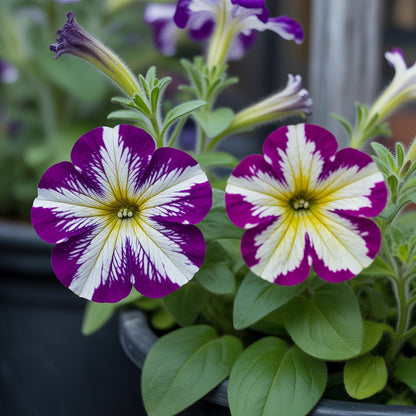 Unique Hanging Petunia Flower Seeds for Planting: Striking Blue and Yellow Blooms