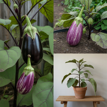 Eggplant Sweet Fruit Seeds for Planting - Add Exotic Charm to Your Garden