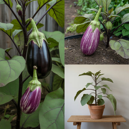 Eggplant Sweet Fruit Seeds for Planting - Add Exotic Charm to Your Garden