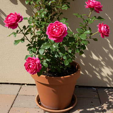 Lebendige Kletterrosen-Blumensamen zum Pflanzen Rot: Perfekt für Bunte Gärten