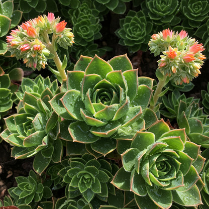 Succulent Planting Seeds - Easy to Grow Succulent Flowers