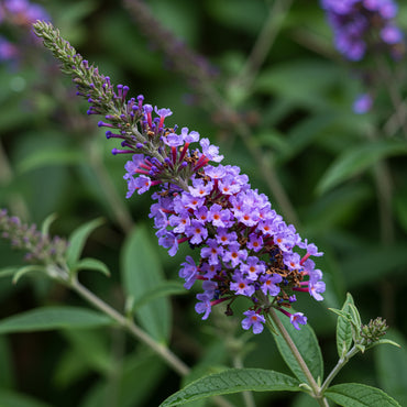 Blue Buddleia Flower Seeds for Planting